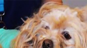 Tardaron horas en quitarle el exceso de pelo y además sufría una invasión de gusanos.