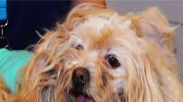 Tardaron horas en quitarle el exceso de pelo y además sufría una invasión de gusanos.