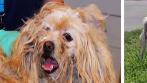 Tardaron horas en quitarle el exceso de pelo y además sufría una invasión de gusanos.