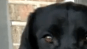 Malcom y su perro reunidos tras quedar en libertad.