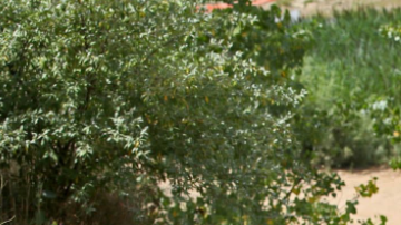 Potencia y economía no están peleados.