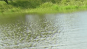 Un elefante abandonado supera su miedo al agua debido a un trauma.