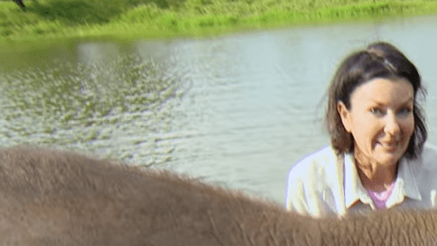 Un elefante abandonado supera su miedo al agua debido a un trauma.
