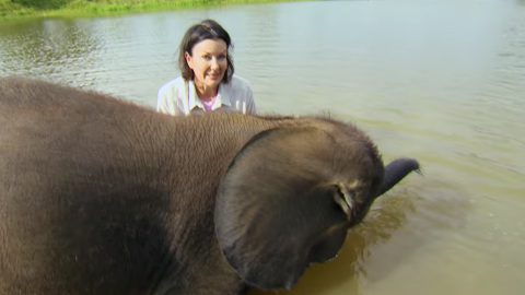 Un elefante abandonado supera su miedo al agua debido a un trauma.