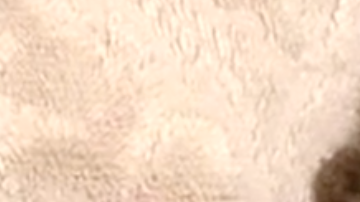 Este tigre blanco nació en un santuario de animales en Texas.