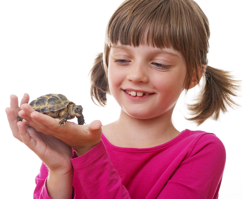 presentación arcilla Cambiable Advierten del peligro de tener una tortuga como mascota - La Opinión