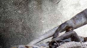 El polémico platillo es blanco de opiniones a su favor y en contra.