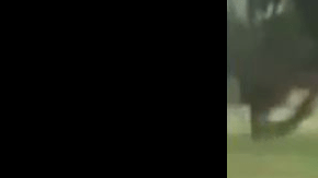 En la grabación, el menor invocó al "Espíritu Santo" antes de pegarle al animal.