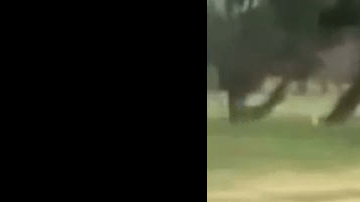 En la grabación, el menor invocó al "Espíritu Santo" antes de pegarle al animal.