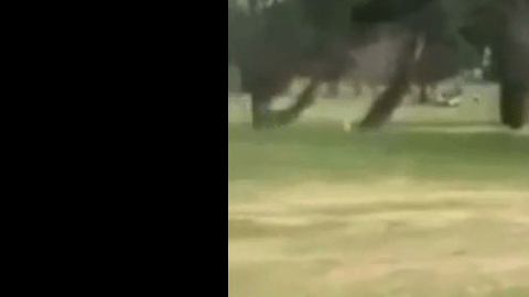 En la grabación, el menor invocó al "Espíritu Santo" antes de pegarle al animal.