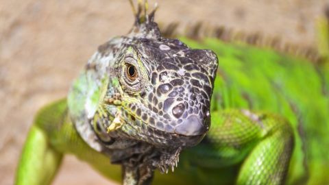 El ojo pineal de los lagartos es comúnmente conocido como el tercer ojo.