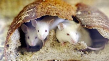 Según los investigadores, es imposible que los roedores hubieran podido engullir más de 500 kilos de droga.