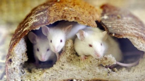 Según los investigadores, es imposible que los roedores hubieran podido engullir más de 500 kilos de droga.