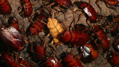 Cucarachas