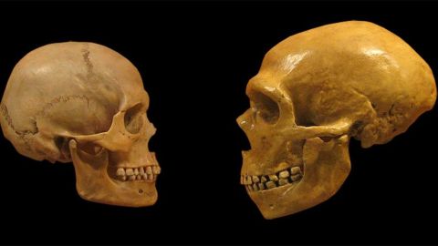 Neandertales