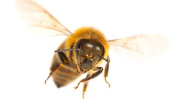Las abejas polinizan gran parte de las plantas que existen.