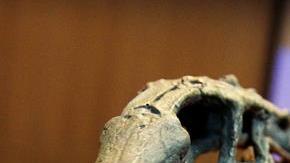 Imagen del esqueleto fósil del dinosaurio Chilesaurus diegosuarezi, en Santiago de Chile.