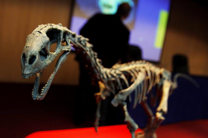 Imagen del esqueleto fósil del dinosaurio Chilesaurus diegosuarezi, en Santiago de Chile. 