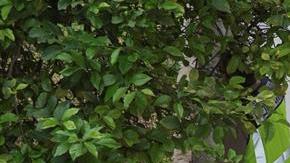 Policía de Murcia en el sitio del asesinato. EFE