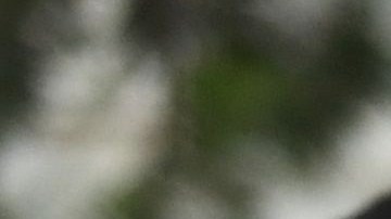 De Nueva York a Los Ángeles, más de 300 ciudades se han declarado santuarios desde que Trump tomó protesta, con el fin de prevenir la separación de familias con parientes indocumentados.