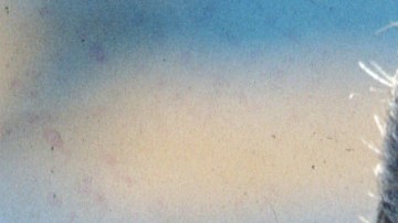 Mario Bueno, exjugador de Chivas, argumentó ser "cazador"se talentos de fútbol