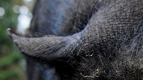 A pot-bellied pig (Sus scrofa) looks into the camera at "Schwarze Berge" animal part, south of Hamburg, in Rosengarten,†on December 4, 2012. Over a thousand animals live at the park with an area of 50 hectares.  AFP PHOTO / Axel Heimken /GERMANY OUT        (Photo credit should read Axel Heimken/AFP/Getty Images)