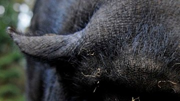 A pot-bellied pig (Sus scrofa) looks into the camera at "Schwarze Berge" animal part, south of Hamburg, in Rosengarten,†on December 4, 2012. Over a thousand animals live at the park with an area of 50 hectares.  AFP PHOTO / Axel Heimken /GERMANY OUT        (Photo credit should read Axel Heimken/AFP/Getty Images)