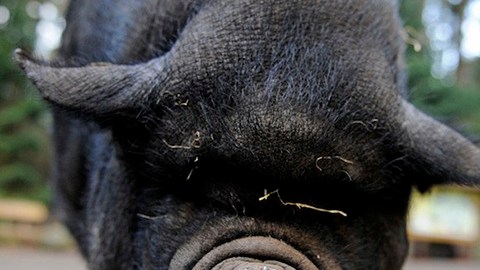 A pot-bellied pig (Sus scrofa) looks into the camera at "Schwarze Berge" animal part, south of Hamburg, in Rosengarten,†on December 4, 2012. Over a thousand animals live at the park with an area of 50 hectares.  AFP PHOTO / Axel Heimken /GERMANY OUT        (Photo credit should read Axel Heimken/AFP/Getty Images)