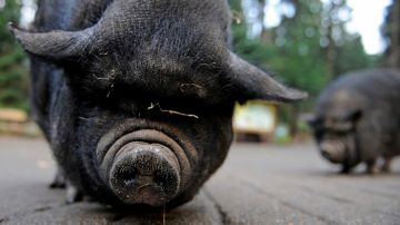 A pot-bellied pig (Sus scrofa) looks into the camera at "Schwarze Berge" animal part, south of Hamburg, in Rosengarten,†on December 4, 2012. Over a thousand animals live at the park with an area of 50 hectares.  AFP PHOTO / Axel Heimken /GERMANY OUT        (Photo credit should read Axel Heimken/AFP/Getty Images)