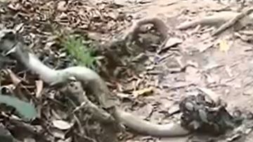 Pelea pitón y cobra