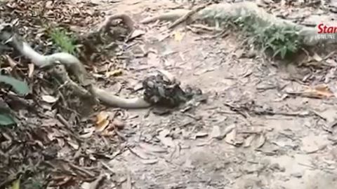 Pelea pitón y cobra