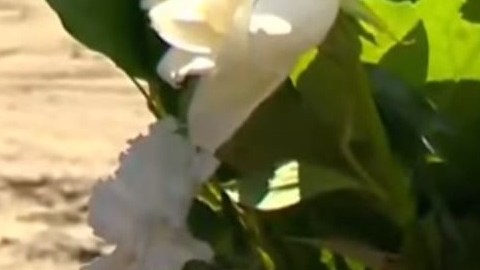 Familiares y amigos colocaron flores y veladoras en el sitio donde la pareja perdió la vida.