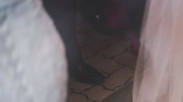 Un perro callejero irrumpe en la boda de esta pareja que acaba por adoptarlo.