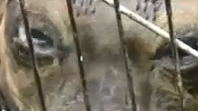 Que haya tantos elefantes marinos varados tan al sur resulta alarmante.