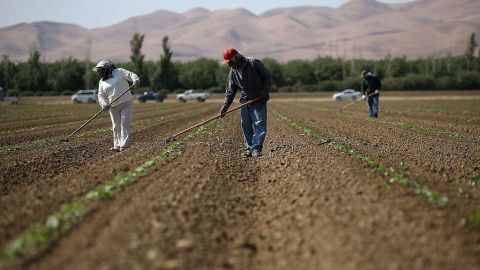 Las sequías han provocado pérdidas millonarias en el campo. /Archivo