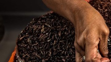 chapulines