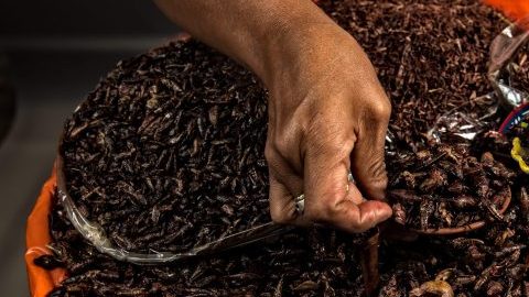 chapulines