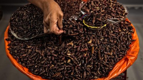 chapulines