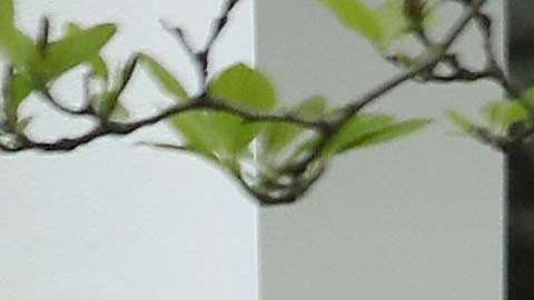 La relación de los presidentes Trump y Macron se califica como un "bromance".