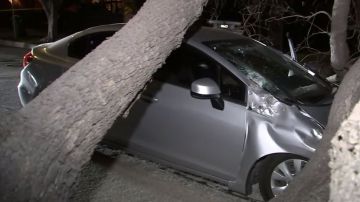 En Cypress Park, un árbol cayó encima de un auto en el que viajaban una madre y su hijo.