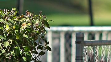 Oswaldo Alanís deja a las Chivas Rayadas del Guadalajara tras una gran telenovela. (Foto: Imago7/Jorge Barajas)
