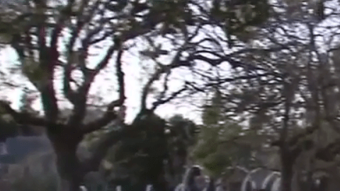 En el juego, muchos de los estudiantes visten de negro y corren por la ciudad mientras los conductores adolescentes los persiguen con autos.