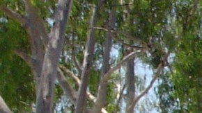 Evacuan zoo en LA por incendio.