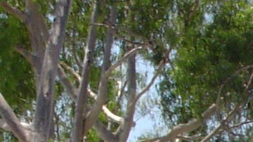 Evacuan zoo en LA por incendio.