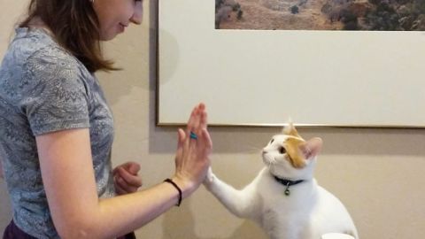 Un gato pude hacer muchos trucos, solo que hay que saber entrenarlos.
