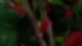 Pati Chapoy, conductora principal de "Ventaneando"