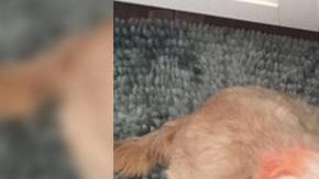 Oliver sufrió daños en la columna vertebral y los músculos.