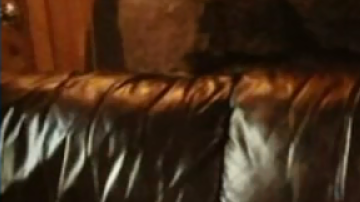 Panda (izquierda) ha desaparecido; su compañero inseparable, Griz (derecha), la espera.