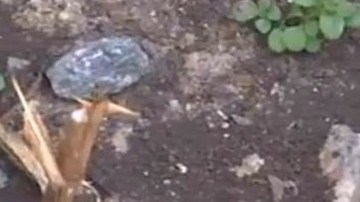 La planta Nicotiana glauca es pariente del tabaco