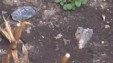 La planta Nicotiana glauca es pariente del tabaco
